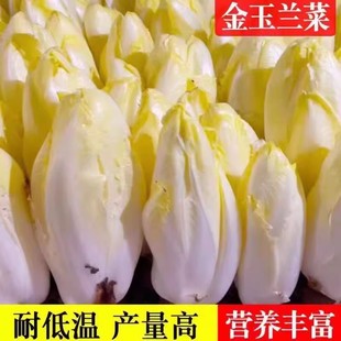 金玉兰菊苣种子根欧洲比利时四季盆栽苗阳台素菜红黄苣菊蔬菜籽