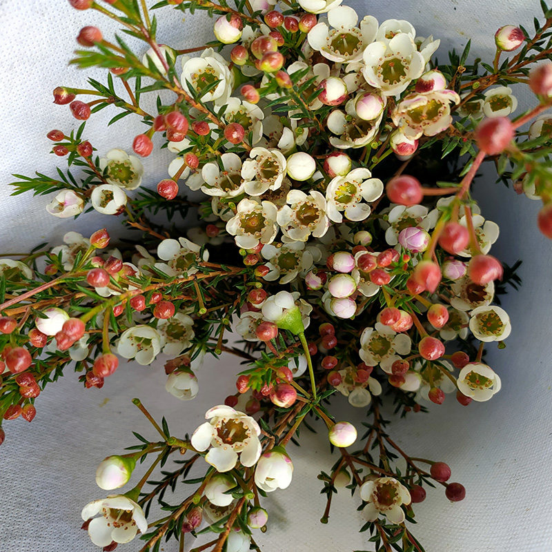 噢梅鲜花平头腊梅云南基地直发上海同城速递混搭春节婚庆鲜切水养