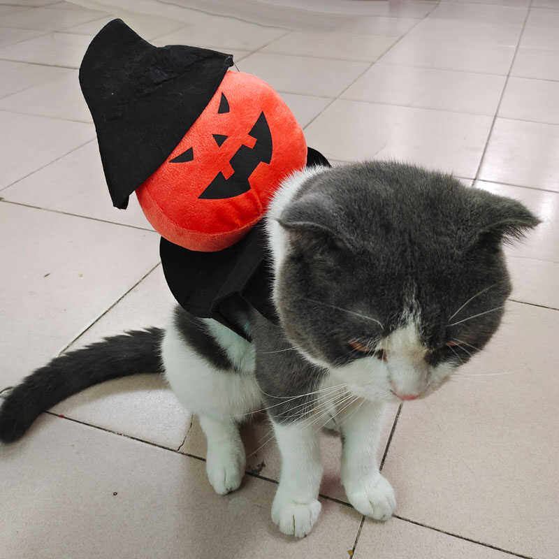 新款宠物搞笑衣服万圣节泰迪狗南瓜服饰惊悚猫咪幽灵骑马变身装