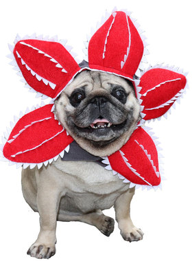 2023新款万圣节宠物猫咪狗狗搞笑头套食人花帽子搞怪恶魔装扮头饰