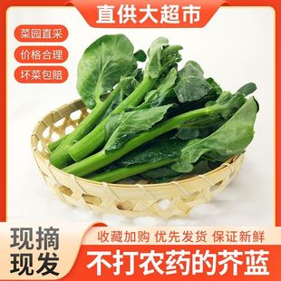 新鲜芥兰家常小炒白灼芥蓝绿叶甘蓝广东芥兰应季蔬菜农家潮汕芥兰