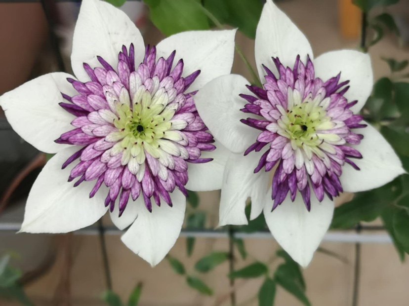 天一铁线莲 千层雪 (新幻紫)f系 3类(10公分圆盆原土发货)