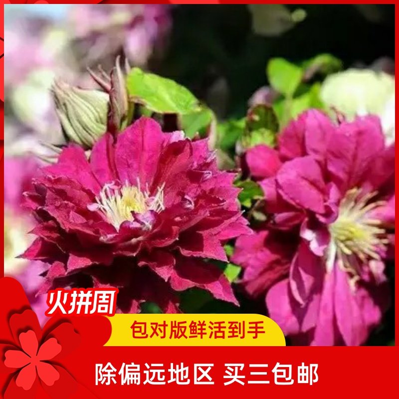 天一铁线莲 红星  2类(10公分圆盆原土)包鲜活到手对版苗