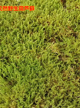 鲜活野生苔藓植物假山造景