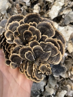 中药材野生云芝黄云芝长白山野云芝云芝菌1斤500克60元包邮