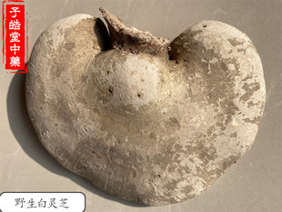 野生白灵芝长白山整枝白灵芝片白林芝玉芝切片500克195元包邮