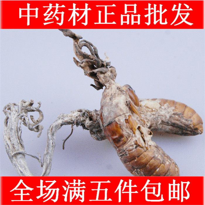 中药材 金蝉花 金蝉花/土蝉花/蝉菌/蝉蛹草/蛹茸/虫花250克