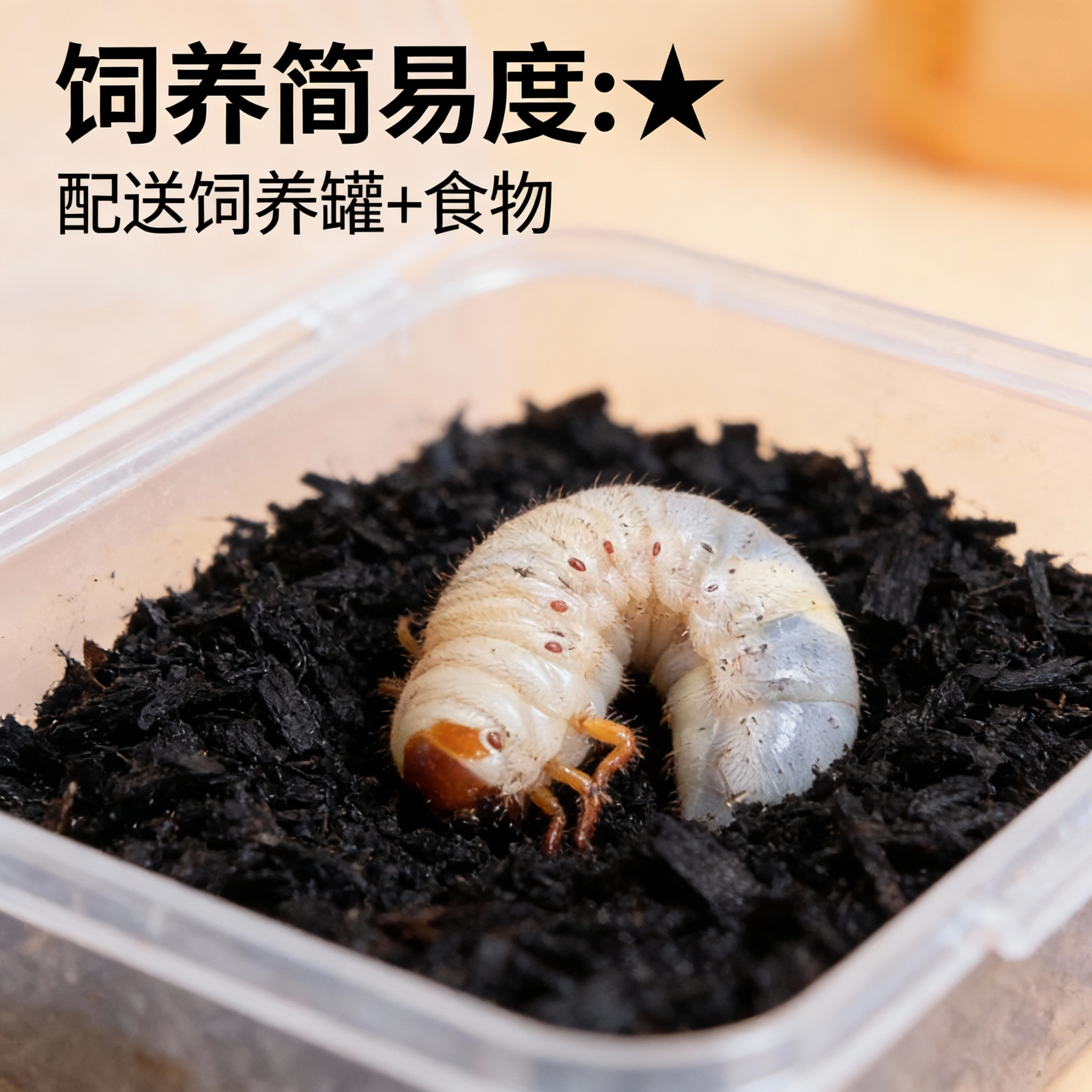 独角仙活虫甲姬兜长戟大兜稀罕宠物新手套餐好养昆虫甲虫成虫幼虫