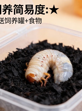 独角仙活虫甲姬兜长戟大兜稀罕宠物新手套餐好养昆虫甲虫成虫幼虫