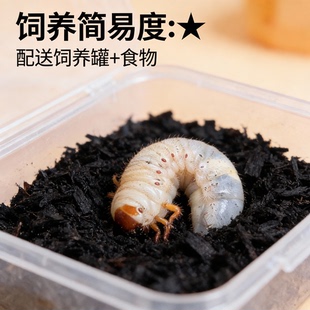 独角仙活虫甲姬兜长戟大兜稀罕宠物新手套餐好养昆虫甲虫成虫幼虫