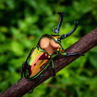 甲虫随机成虫幼虫长戟毛象南洋大兜彩虹独角仙鬼艳孔夫子锹甲素吉