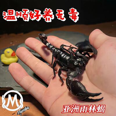 亚洲雨林蝎无毒爬宠温顺