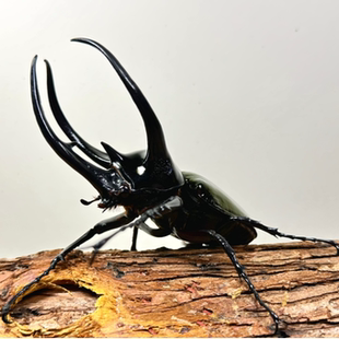 南洋大兜虫幼虫甲虫包活虫成虫稀罕宠物新手套餐好养昆虫非独角仙