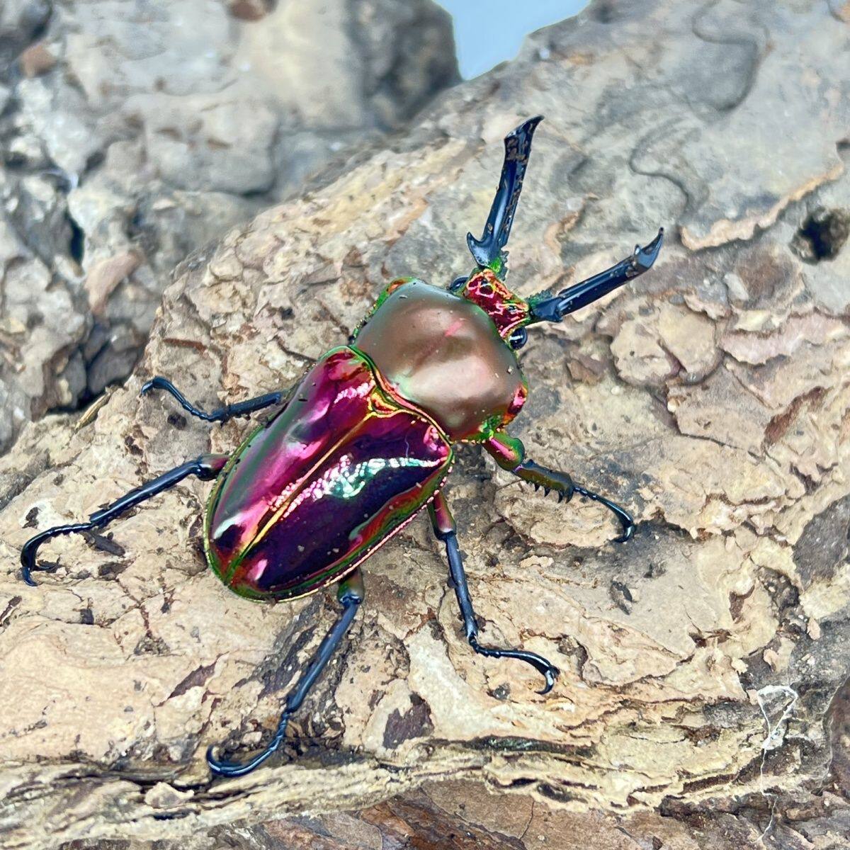 彩虹锹甲虫成虫澳洲彩虹锹甲虫独角仙儿童宠物甲虫活体