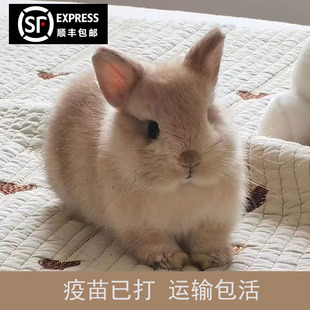 小兔子活物侏儒兔长不大迷你小型公主荷兰垂耳兔茶杯兔家养宠物兔
