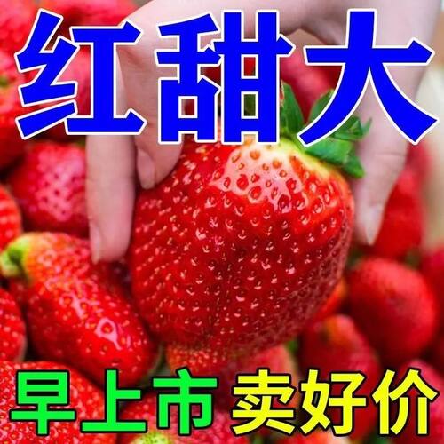 草莓专用】草莓增甜降酸膨大拉长着色增甜硬果高产增产抗病叶面肥