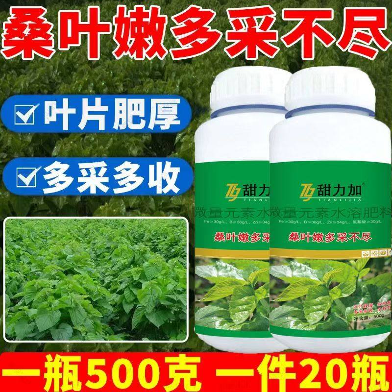 桑叶嫩多采不尽强力生根壮苗叶片肥厚蚕桑树苗桑叶养蚕专用叶面肥图片