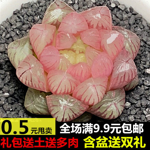 多肉植物玉露盆栽多少钱 多肉植物玉露盆栽价格 小麦优选