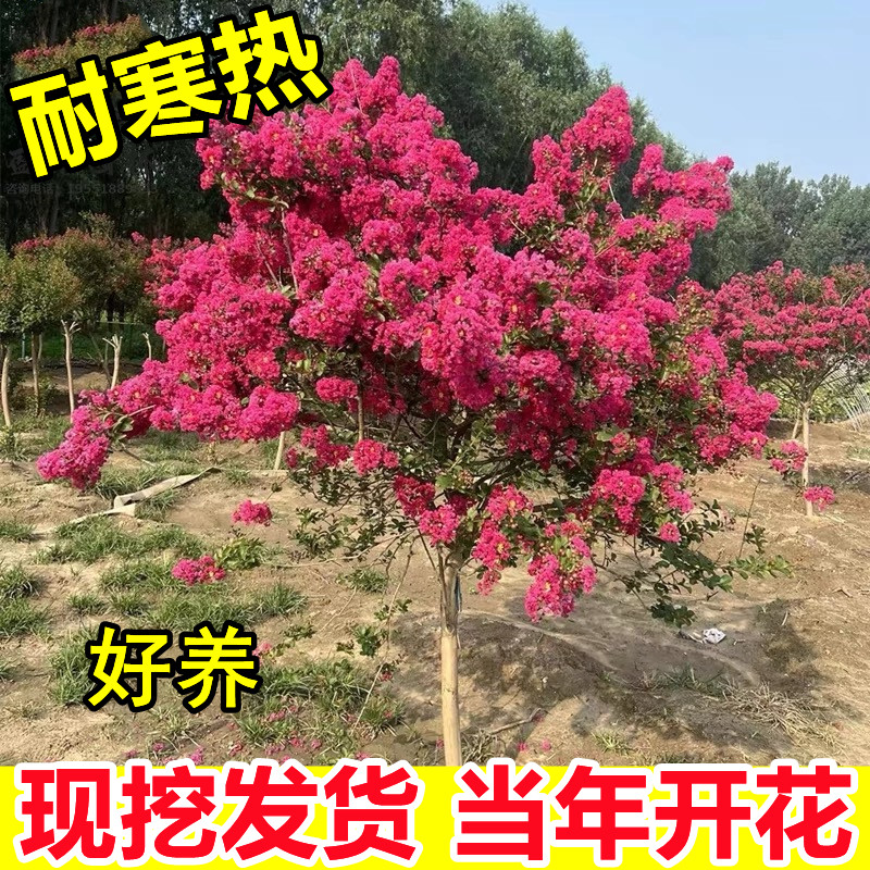 紫薇花树苗地栽庭院种植耐寒盆栽紫薇花苗红火箭别墅绿化风景树木
