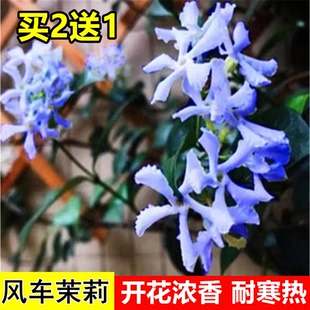 风车茉莉爬藤植物庭院大苗络石藤室内外阳台耐寒四季开花盆栽花卉