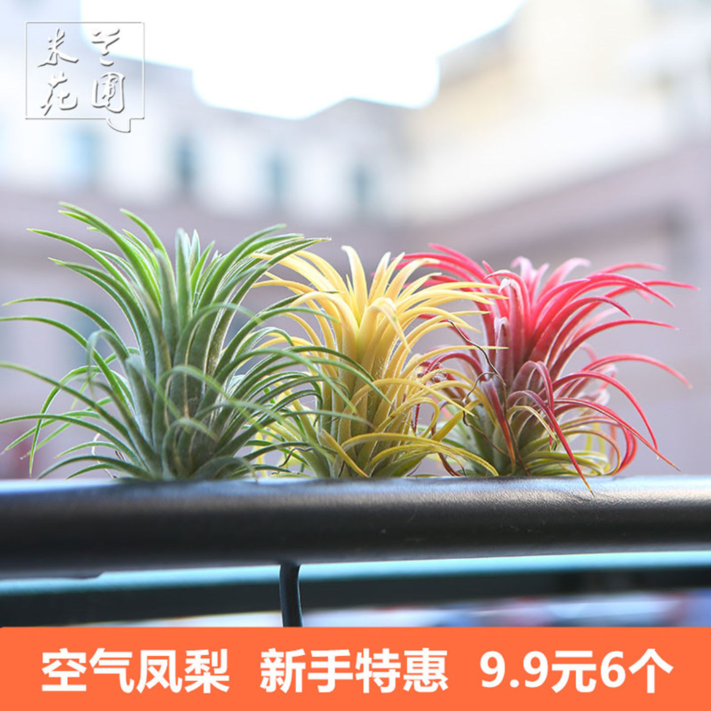 空气凤梨红黄绿精灵室内无土植物净化空气花卉盆栽绿植花草礼品