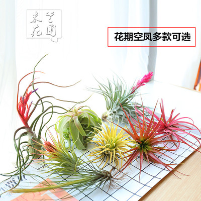 绿植空气凤梨群生花卉无土植物