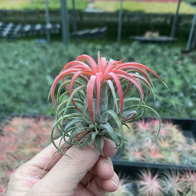 空气凤梨植物卷叶精灵室内