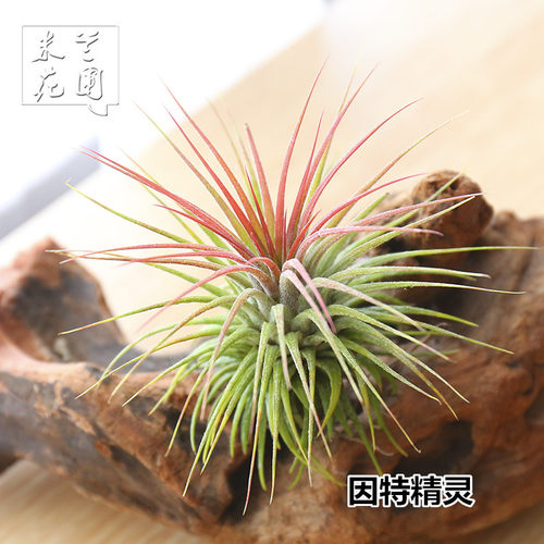 空气凤梨花卉绿植盆栽