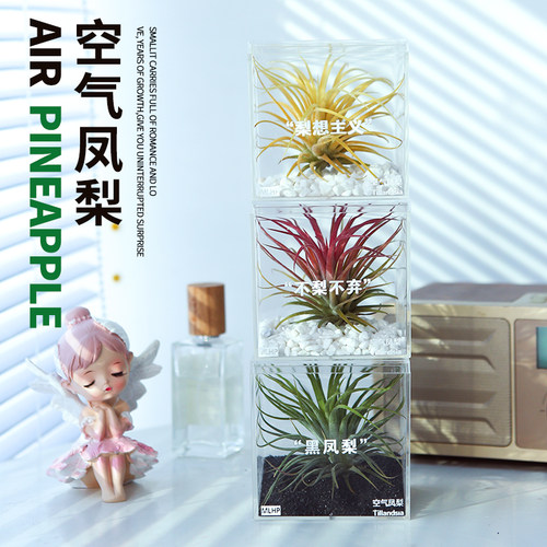 空气凤梨无土植物礼盒套装办公桌面室内微景观黑凤梨绿植花草礼物