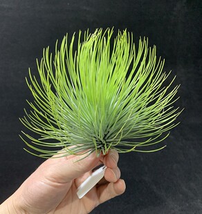 办公室内四季花卉空气凤梨无土植物宝石观叶植物绿植盆栽