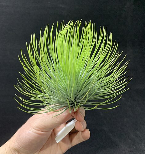 四季花卉空气凤梨观叶无土植物