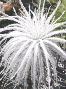 空气凤梨植物 白色 鸡毛掸子  绿植盆栽花草