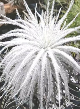 空气凤梨植物 白色 鸡毛掸子  绿植盆栽花草