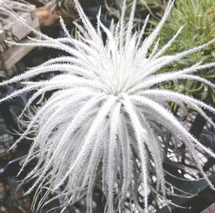 空气凤梨植物 绿植盆栽花草 鸡毛掸子 白色