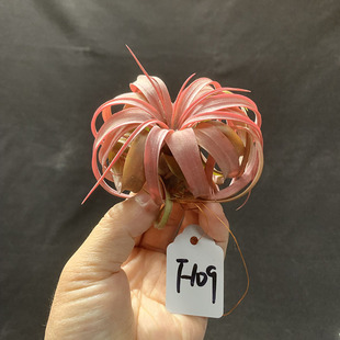 空气凤梨植物  艾瑞克侧芽 一物一拍 实物如图