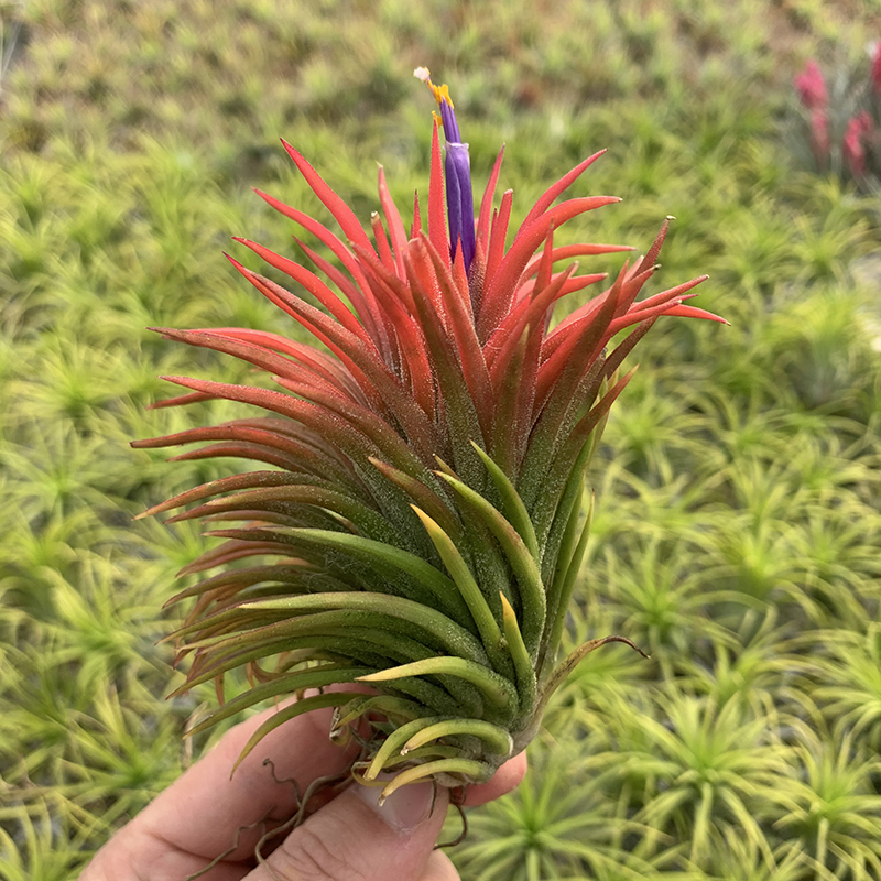 空气凤梨哈密瓜精灵室内