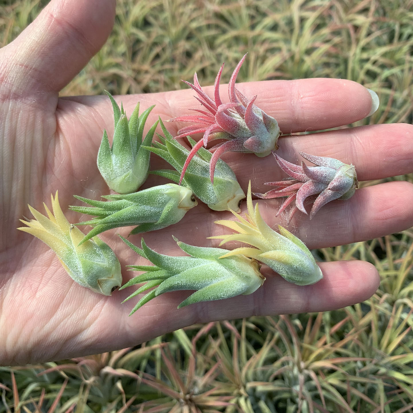 空气凤梨植物 精灵小苗小侧芽  超级迷你 随机品种绿植盆栽花草
