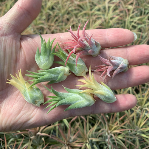 空气凤梨植物 精灵小苗小侧芽  超级迷你 随机品种绿植盆栽花草