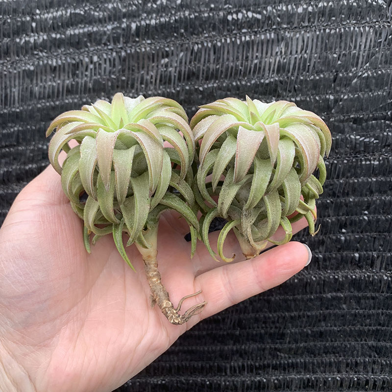 空气凤梨植物 橙万汗 绿植盆栽花草