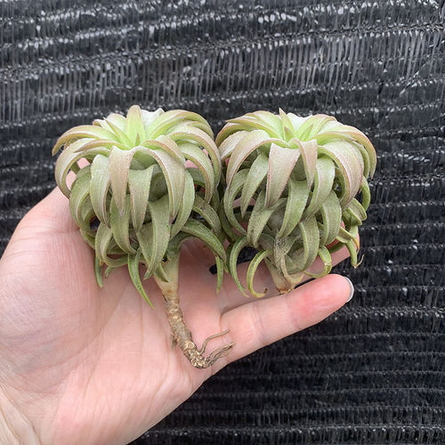 空气凤梨植物 橙万汗 绿植盆栽花草