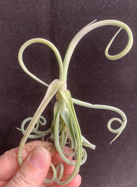 空气凤梨植物 厚叶树猴 绿植盆栽花草一物一拍