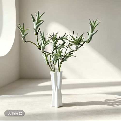 空气凤梨无土植物木柄旋风  室内绿植盆栽花草