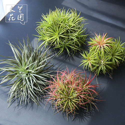 空气凤梨群生精灵球大号多款