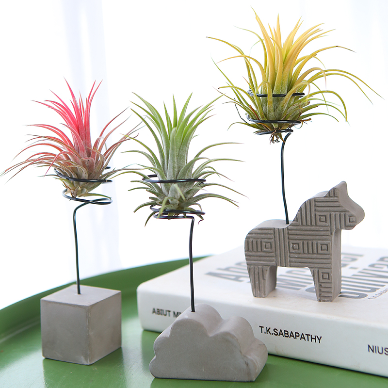 绿植桌面水泥套餐团购空气凤梨