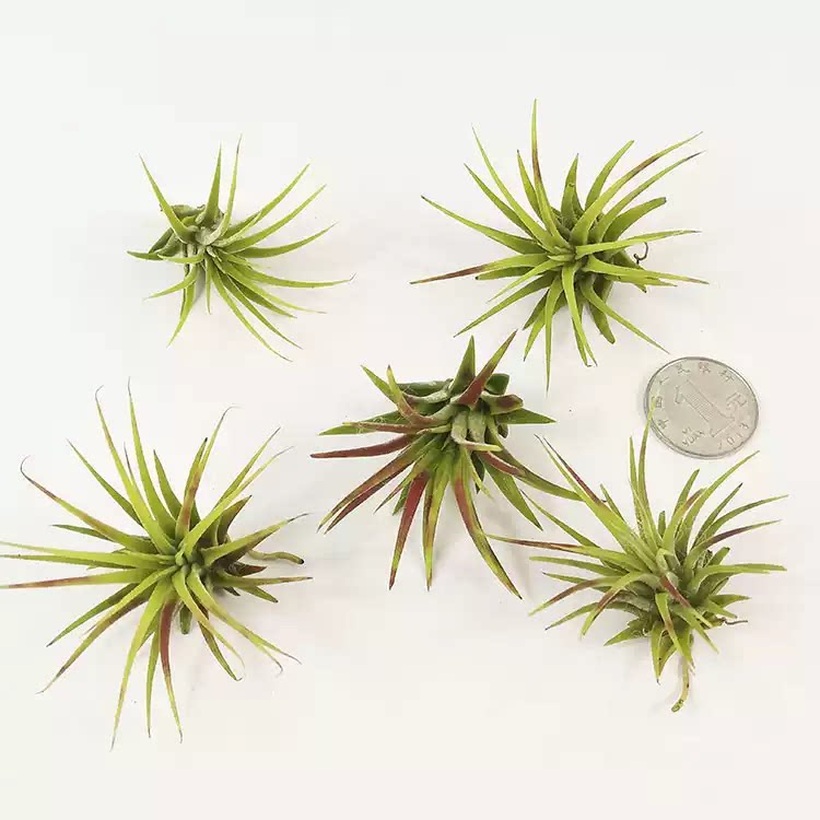 空气凤梨植物 精灵小苗小侧芽  超级迷你 随机品种绿植盆栽花草