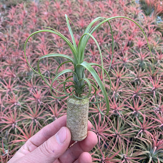 空气凤梨无土植物室内桌面绿植大型品种柳叶绿植盆栽花草