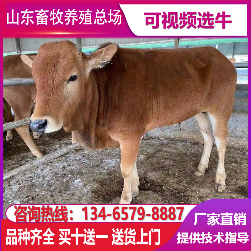 活牛苗肉牛犊纯种西门塔尔活体小牛仔山东黄牛犊杂交肉牛崽牛娃子