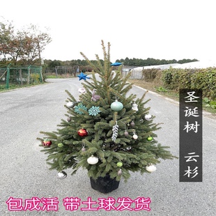 挪威云杉真正 圣诞树真树盆栽真活 圣诞树松树诺贝松圣诞节绿植