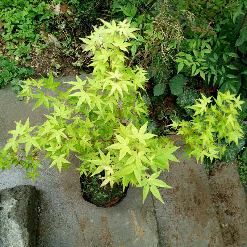 日本红枫盆景 四季红枫树苗红舞姬盆景微型树桩观叶盆栽植物室内在类目 鲜花速递/花卉仿真/绿植园艺, 花卉/绿植盆栽（新）, 绿植中 - 来自Buy2taobao.com提供专业的淘宝代购服务