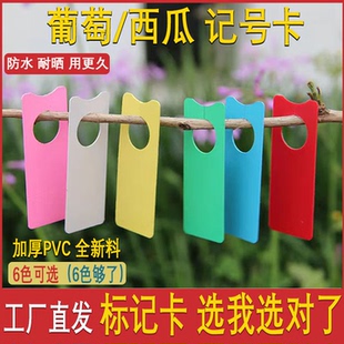 葡萄记号牌西瓜授粉卡瓜果防水挂牌花卉标记牌园艺环扣标记卡